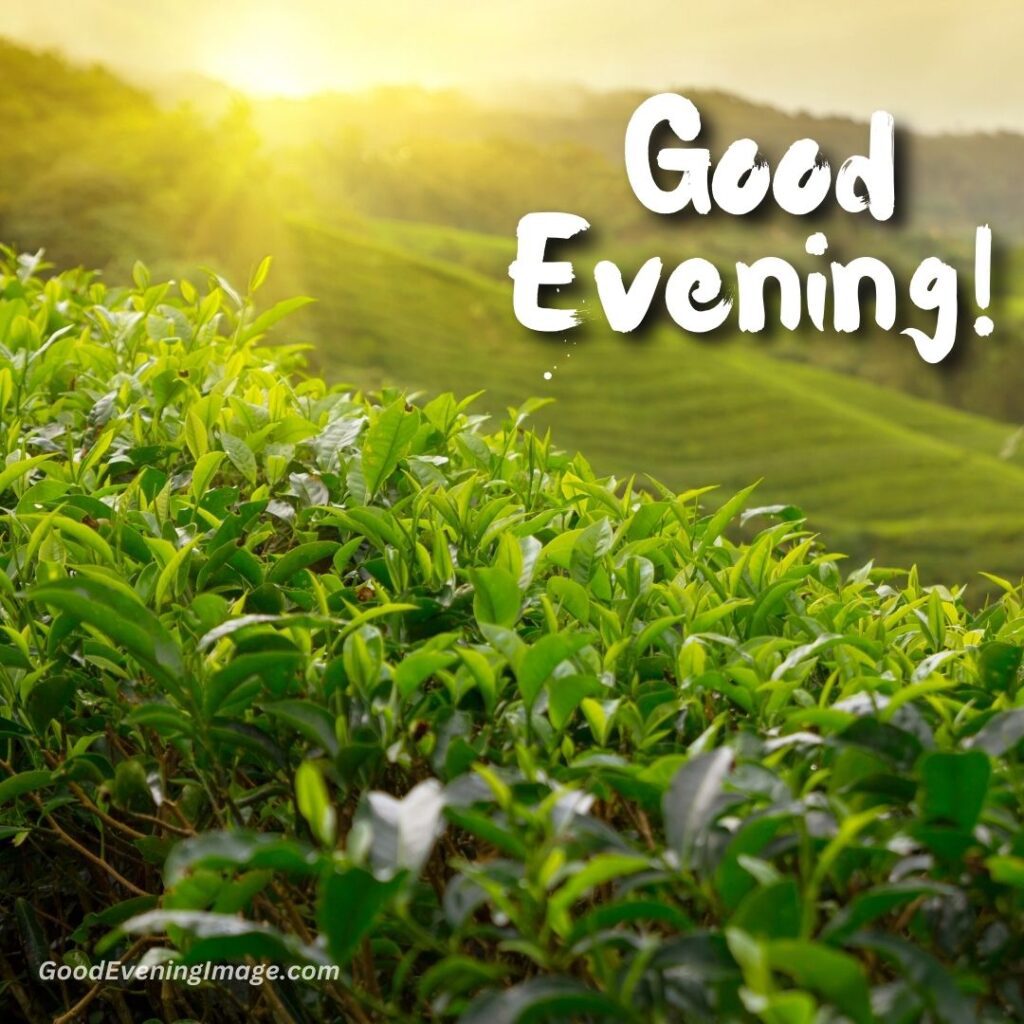 good evening greenery image